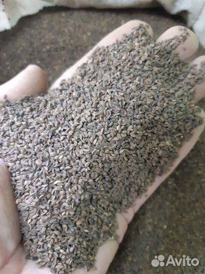 Семена фацелии