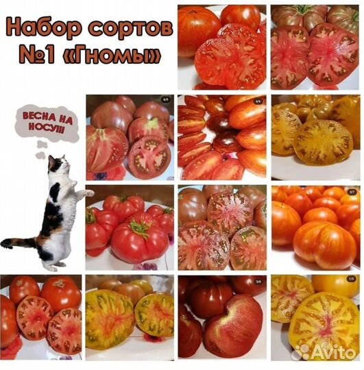 Семена помидоров