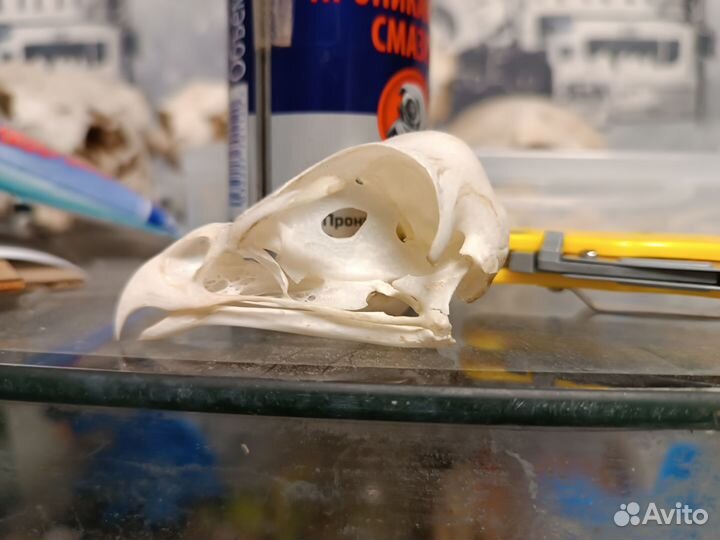 Череп канюка (имитация)