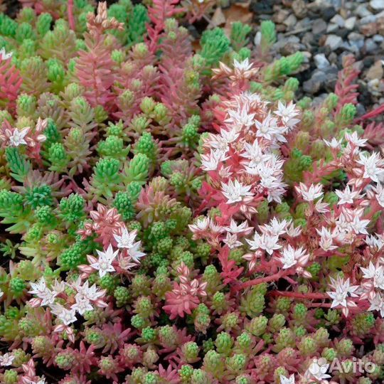 Растения, цветы садовые почвопокровники