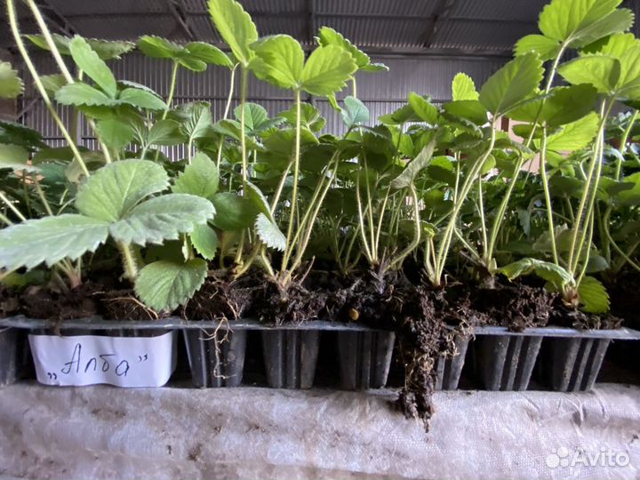 Рассада клубники ксд/нсд кассета, фриго, минитрэй