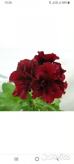 Герань королевская