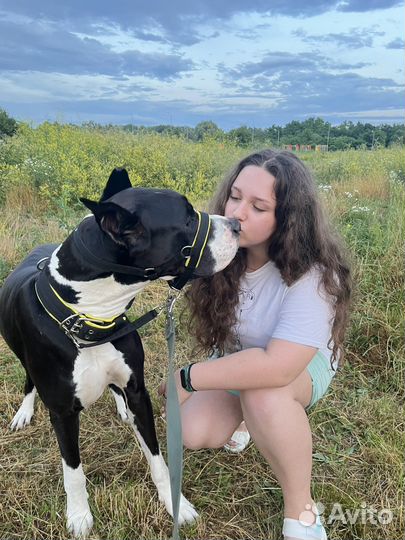 Передержка животных