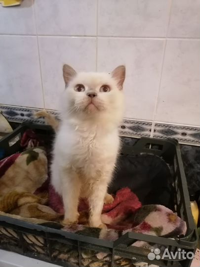 Кошек отдам