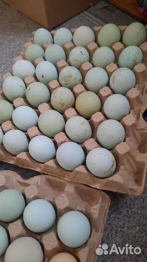 Инкубационное яйцо кур ухейилюй