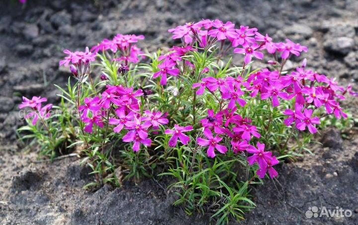 Садовые многолетники