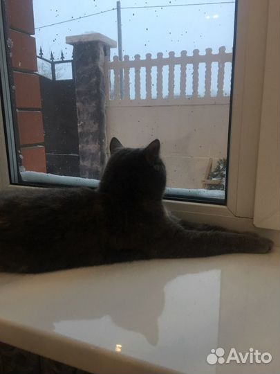 Передержка кошек и собак 