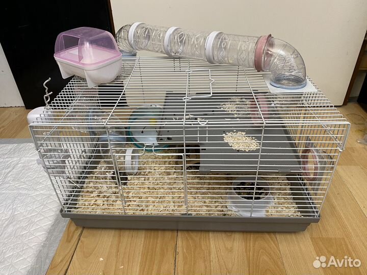 Джунгарский хомяк с клеткой