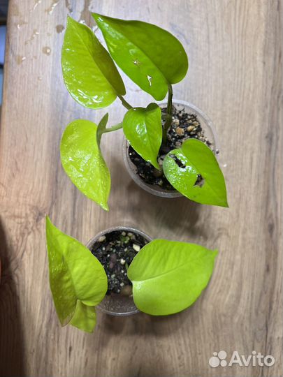 Эпипремнумы, пиннатумы сортовые