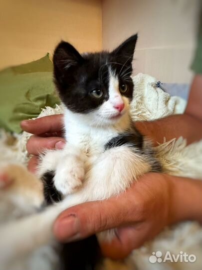 Кошка в дар