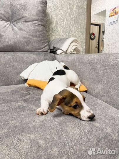 Щенки джек рассел терьер