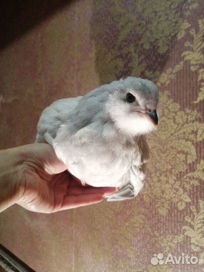 Амераукана лаванда, лакеданзи цыплята