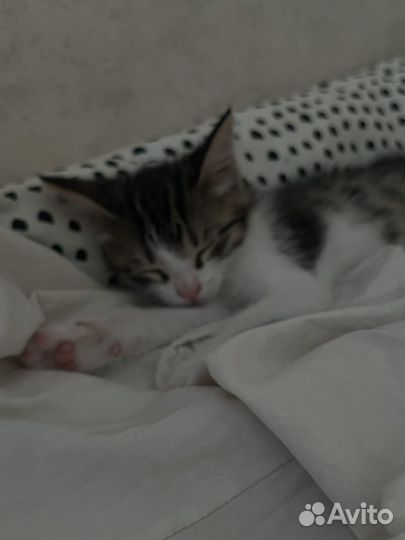 Котята в добрые руки бесплатно