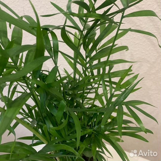 Комнатное растение Хамедорея (Пальма)