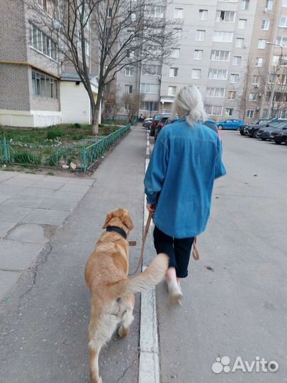 Выгул собак