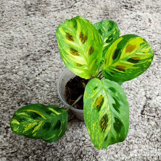 Калатея, маранта, ктенанта