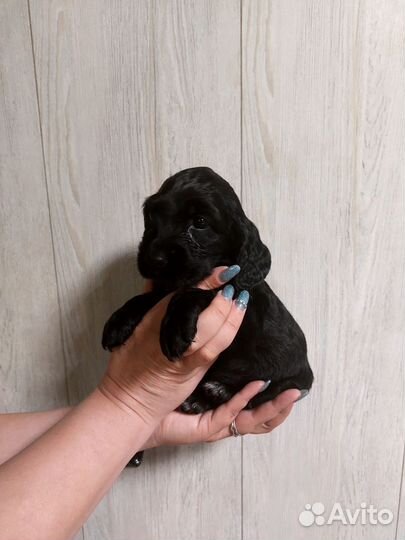 Английский кокер спаниель