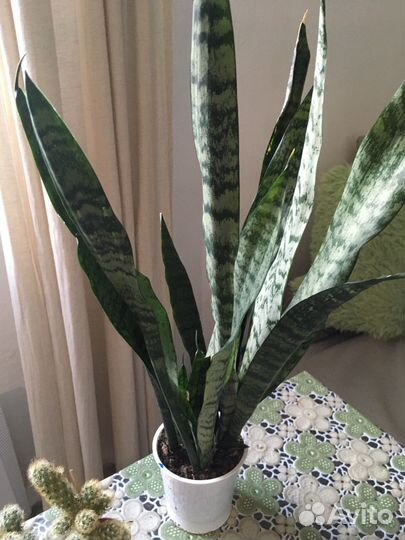 Комнатные растения