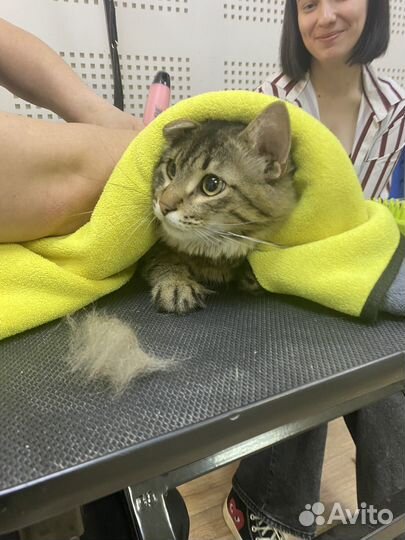 Бритье котов-кошек 