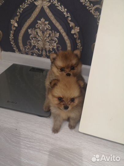 Щенки шпица