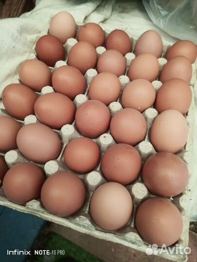 Домашние куриные яйца