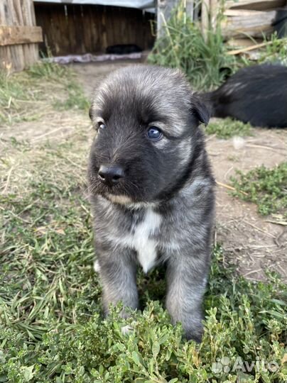 Щенки в добрые руки
