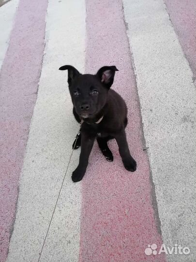 Домашние животные собаки щенки