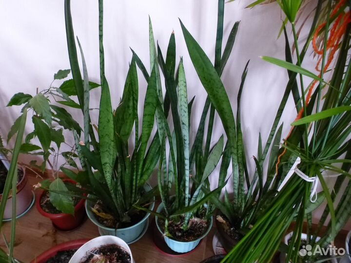 Комнатные цветы