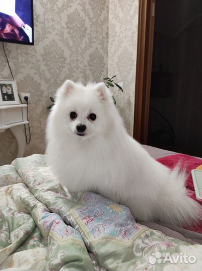 Померанский шпиц вязка кобель