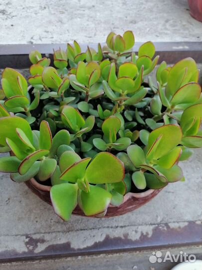 Красула толстянка