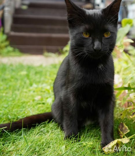 В добрые руки