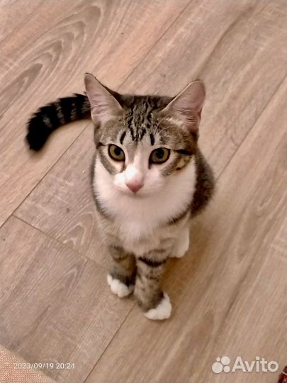 Мия ищет дом