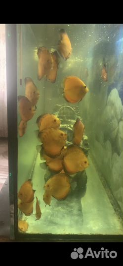 Рыба дискусы