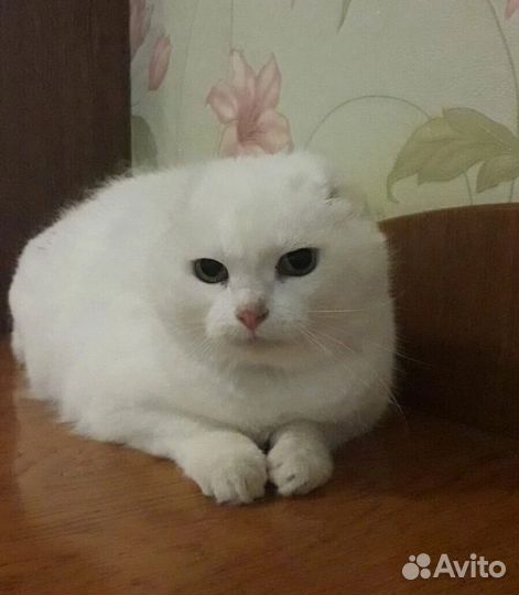 Кошка в дар