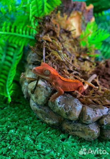 Геккон бананоед