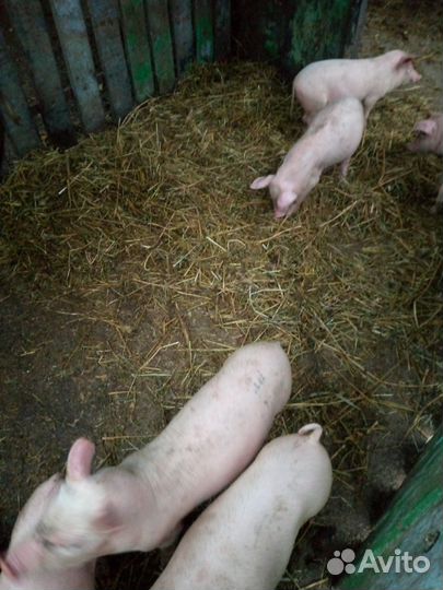 Поросята Дюрок/см.привиты,кастрированы