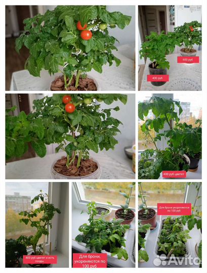 Рассада помидор