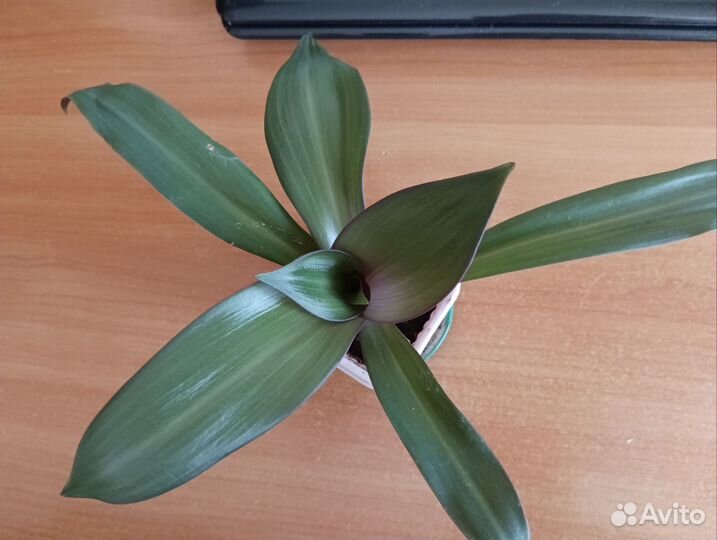 Рео + Хлорофитум