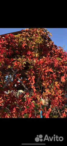 Девичий виноград купить в Санкт-Петербурге | Товары для дома и дачи | Авито