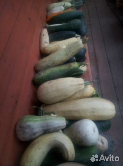 Кабачки свежие домашние со своего огорода