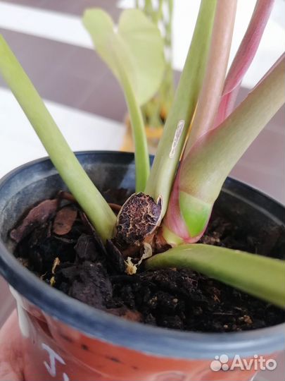 Филодендрон Пинатифидум Голд Сплеш