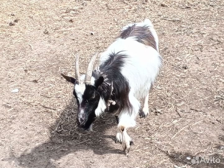 Продам коз
