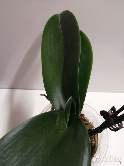 Орхидея фаленопсис