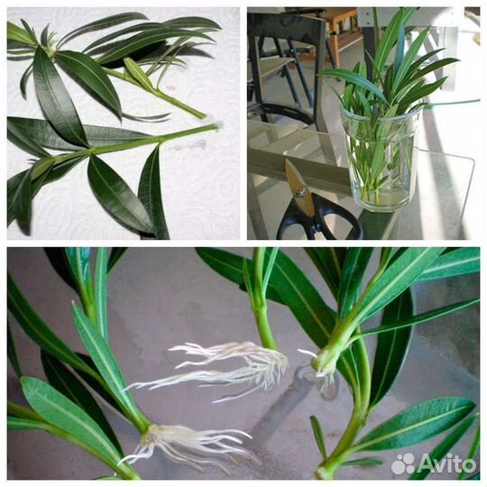 Олеандр махровый