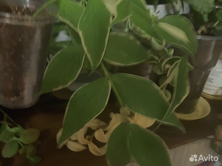 Хойи,цена разная