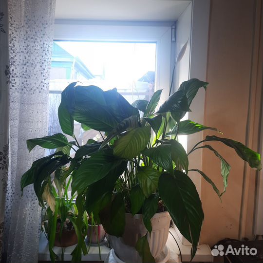 Спатифиллум женское счастье