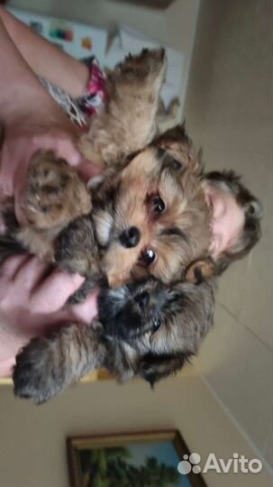 Щенки шпица девочки и мальчик