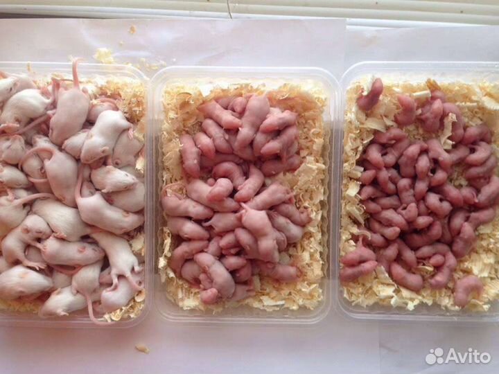 Крысымыши кормовые взрослые голыши опушата