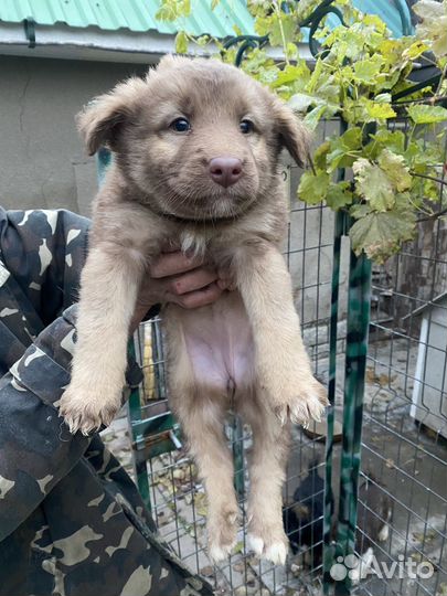 Щенки помесь с хаски в добрые руки