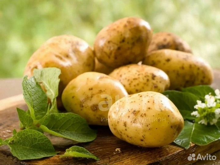 Картофель деревенский